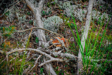 mushrooms and a wild forest environment