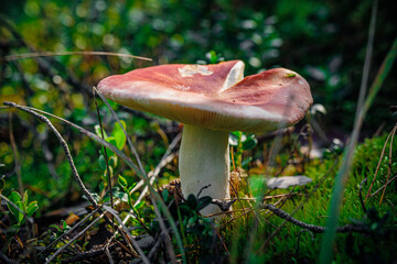 mushrooms and a wild forest environment