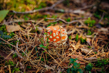 mushrooms and a wild forest environment