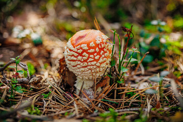 mushrooms and a wild forest environment