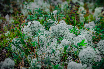 mushrooms and a wild forest environment
