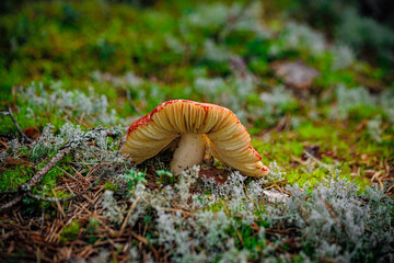 mushrooms and a wild forest environment