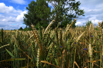 Green ears of wheat under blue sky.