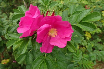 Bright pink flowers of Rosa rugosa (rugosa rose) with wrinkled leaves. Ornamental shrub and invasive species in some regions © Maciej Bonk