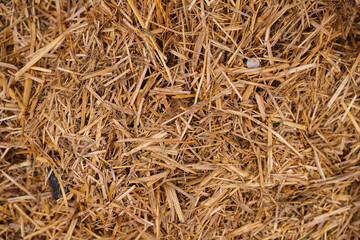 Straw close-up, natural background.