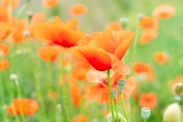 field of poppy red flowers, red over green