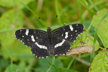 Closeup on the European Map butterfly, Araschnia levana sitting on a green leaf