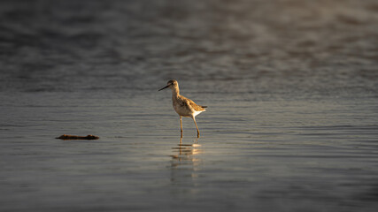 Aves caminando en aguas tranquilas