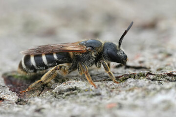 Detailed closeup on a female end banded furrow bee, Halictus species from the Gard, France