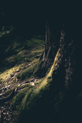 Waldboden