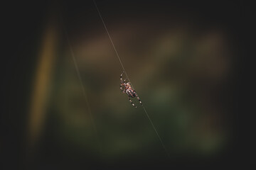 Spinne 