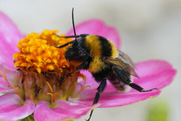 Colorful closeup on the European small garden bumblebee, Bombus hortorumon a pink flower in the garden