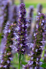 Closeup of flowers of Giant Hyssop (Agastache 'Blackadder') in a garden in late summer