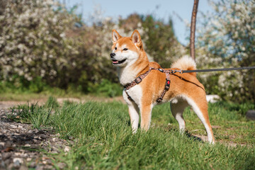 A dog of the Shiba Inu breed on a walk on a leash.