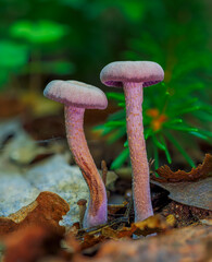 Laccaria amethystina, commonly known as the amethyst deceiver. Mushrooms close up