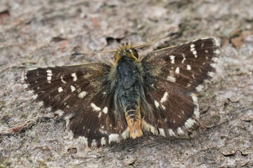 Low angle closeup on a Red-underwing Skipper, Spialia sertorius sitting on wood, Gard, France