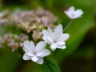 Closeup of flowers of Hydrangea serrata 'Fuji Waterfall' in a garden in summer