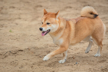 A Shiba Inu dog plays on a sandy field