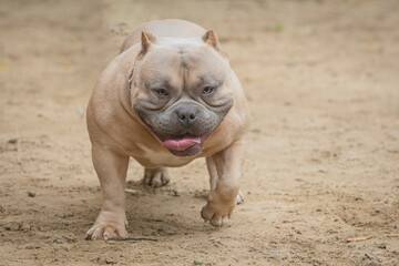 Portrait of a beautiful  dog The American  Bully​​  on the sand. Close-up