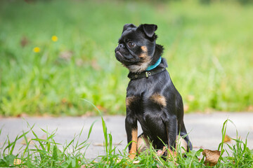 Portrait of a Petit Brabançon dog small  on a walk in the park on a summer day