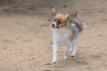 Beautiful  Papillon dog plays on a sandy field