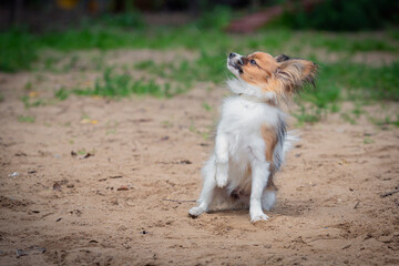 Beautiful  Papillon dog plays on a sandy field