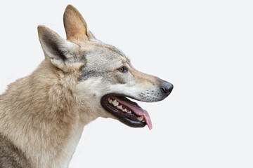 Portrait of a Czechoslovakian Wolfdog dog on a white background