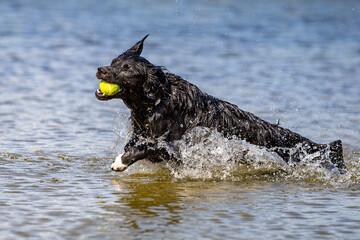 Obraz premium dog in water