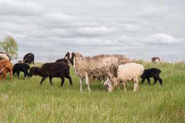Obraz premium Sheep graze in a green meadow.