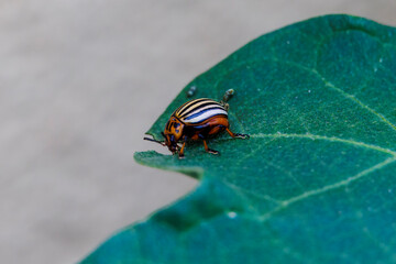 A Colorado potato beetle sits on the leaf of an augergine plant and eats holes in the leaf