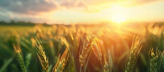 Wheat Field At Sunset Agricultural Landscape Spring