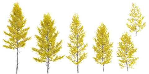 American larch trees isolated on white background, tropical trees isolated used for architecture