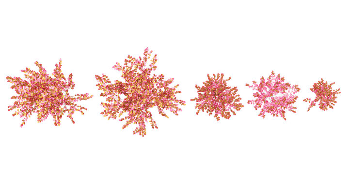 Virginia sweetspire Trees collection with realistic style from top view