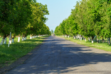 rural road in summer, beautiful summer landscape