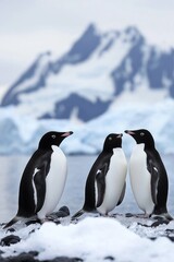 Fototapeta premium Three penguins standing on a rocky shore in front of a mountain. The penguins are looking at the camera