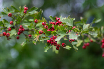 Crataegus monogyna common one-seed hawthorn hawberry with red ripened fruits on tree branches