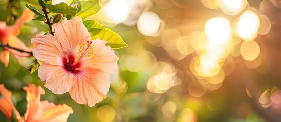 Beautiful Blooming Light Orange Color Hibiscus Flower Hanging On Tree Outdoor In Sunny Day Selective Focus