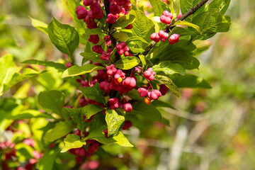 Pink little flowers on bush. Euonymus europaeus. Unripe fruits