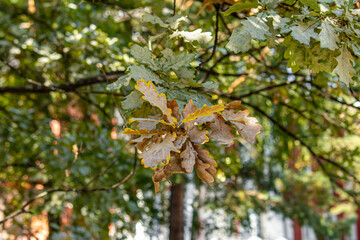 Damaged oak leaves. Powdery mildew. Diseases of trees