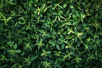 Lush Greenery: A Close-Up of Vibrant Leaves in Nature