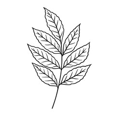Vector autumn leaves illustration in line art style. Graphic monochrome drawing. Hand drawn floral outline sketch, engraved illustration. Design element for coloring book, tattoo, logo, icon, label