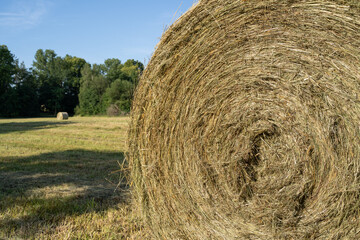 Hay bale in the farm field
