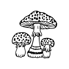 Mushrooms Fly agaric. Vector stock illustration eps10. Isolate on white background, outline. Hand drawn. Adobe Illustrator Artwork