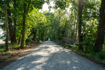 Fototapeta premium Gravel road in the forest