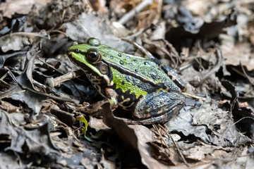 Green water frog sitting on brown leaves