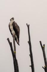 bird of prey