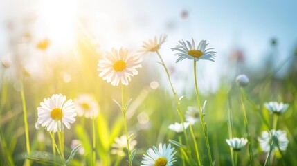 Sunny Daisy Meadow