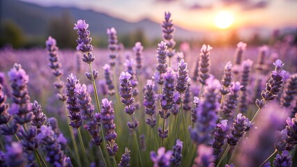 Fototapeta premium Close up of a tranquil lavender field at sundown