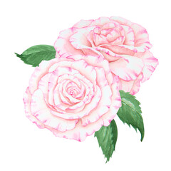 Light pink rose bouquet. Watercolor botanical illustration. Hand drawn clipart, cut out and isolated. Realistic flower drawing for delicate wedding prints, invitations, cards. Romantic design element.
