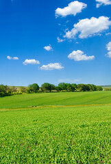 Obraz premium green field with flowering peas and blue sky